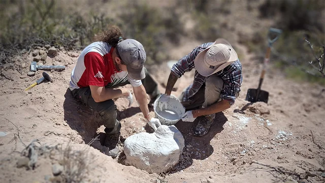 Hallan en Río Negro un cocodrilo de 85 millones de años: qué diferencia hay con la especie actual