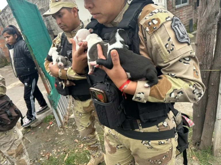 Salta: rescataron a diez perros pitbull que eran víctimas de maltrato animal