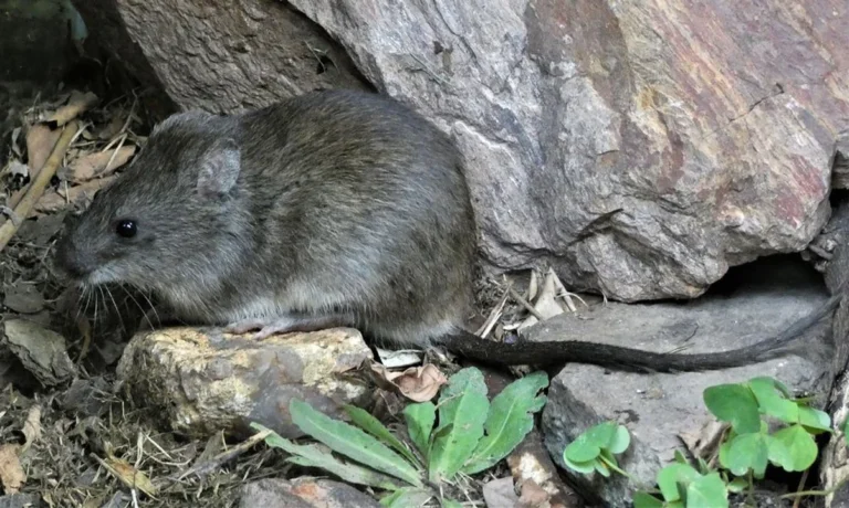 Se confirmó un fallecido por leptospirosis en Córdoba