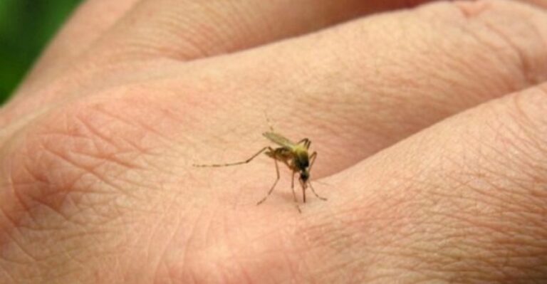 Alerta por el aumento de casos de chikungunya