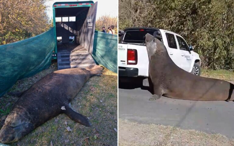 Cómo fue el operativo para regresar al mar al elefante marino que apareció en Ensenada