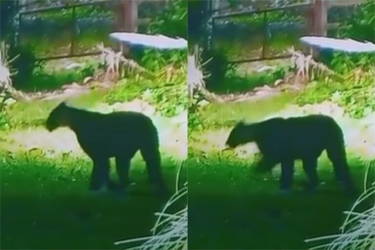 ¿Dónde está el puma suelto? Los vecinos de Escobar siguen en alerta por la presencia del animal en la zona del Country Náutico