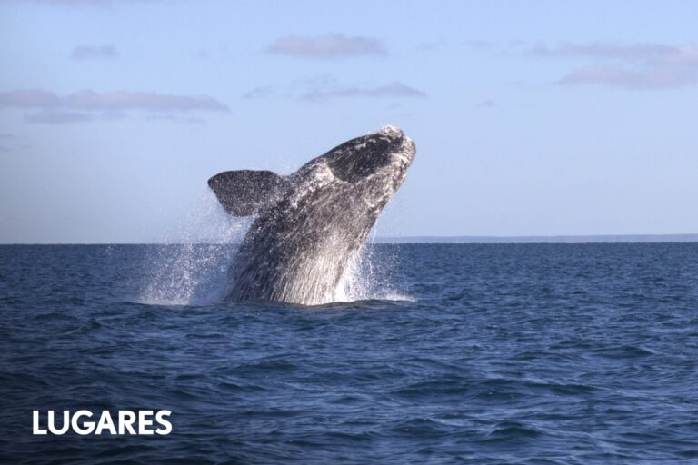 Llegaron las ballenas a Península Valdés: son muchas, se aparean y están con sus crías