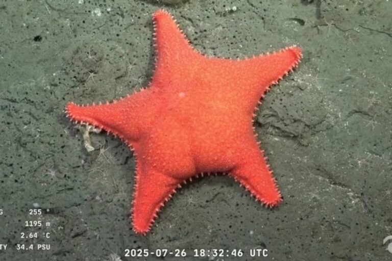 Después de «la estrella culona», científicos del CONICET vuelven a explorar el Mar Argentino: cuándo