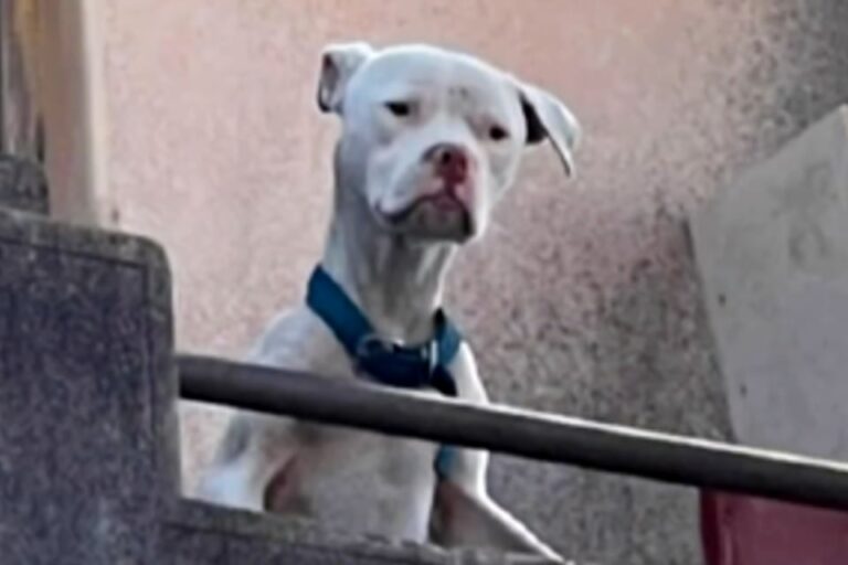 Rescataron a un dogo desnutrido de la casa de Barrelier, el único detenido por el crimen de Agostina Vega